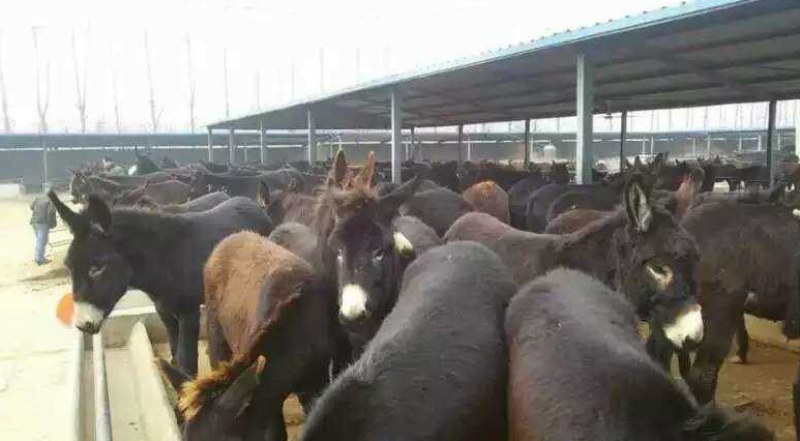 纯种德州肉驴可免费送货货到付款视频挑选免费运输