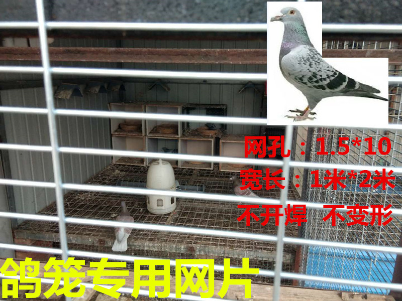 鸽笼网舍兔笼鸡笼子防鼠蛇镀锌网片加粗防护网养殖网厂家直销
