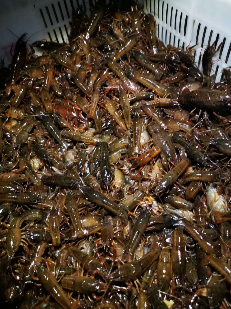 洪湖市清水小龙虾苗，大量上市