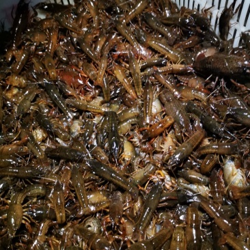 洪湖市清水小龙虾苗，大量上市