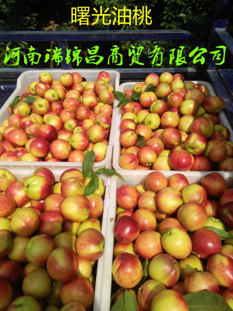 黄心油桃产地直发大量上市电商社区一件代发合作