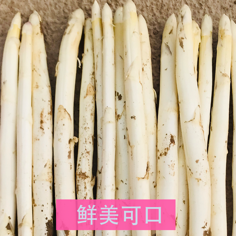 优质白芦笋农家种植新鲜白芦笋现采现发鲜嫩芦笋