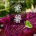云南紫薯