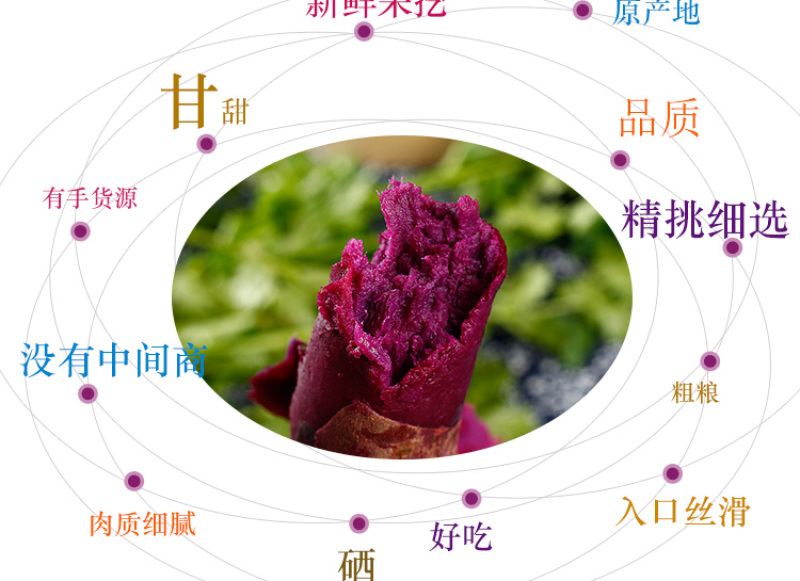 云南紫薯