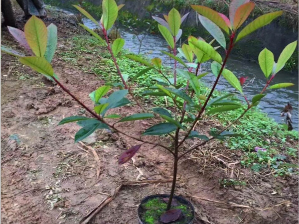红叶石楠小苗种植在庭院中生长良好