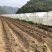文山广南县1000亩水浇地出租