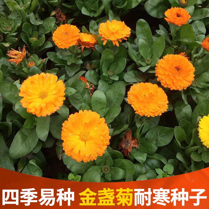 金盏菊种子四季易种花种子长生菊花海易种盆栽耐寒量大优惠