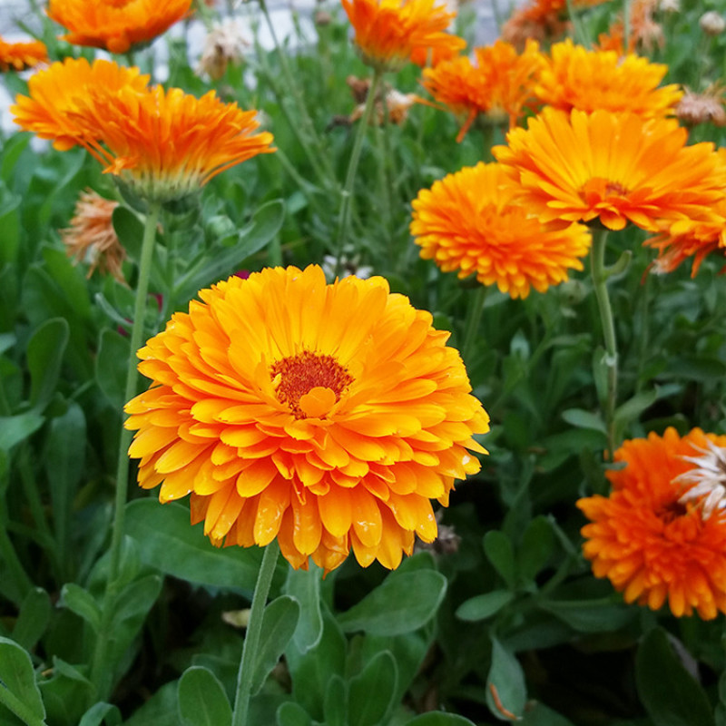 金盏菊种子四季易种花种子长生菊花海易种盆栽耐寒量大优惠