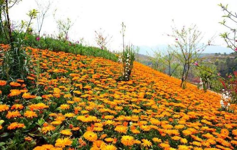 金盏菊种子四季易种花种子长生菊花海易种盆栽耐寒量大优惠