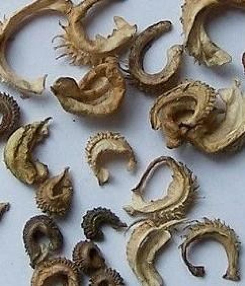 金盏菊种子四季易种花种子长生菊花海易种盆栽耐寒量大优惠