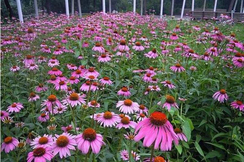 松果菊种子紫锥花种子景观园林绿化花期长多年生耐热花草