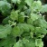 【菊花苗】北京菊苏北菊白香菊金丝皇菊菊花苗老根