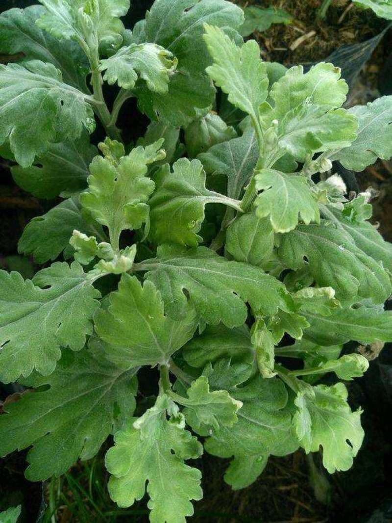 【菊花苗】北京菊苏北菊白香菊金丝皇菊菊花苗老根