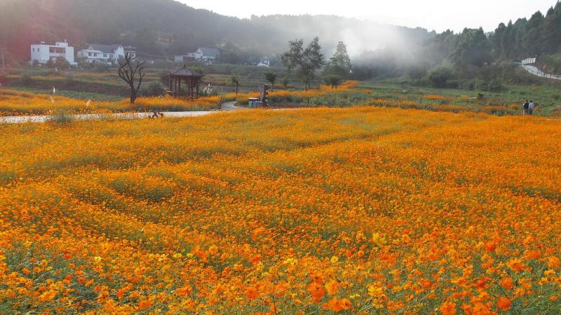 硫化菊种子黄波斯菊花种子黄秋英花籽硫华菊种子四季易种