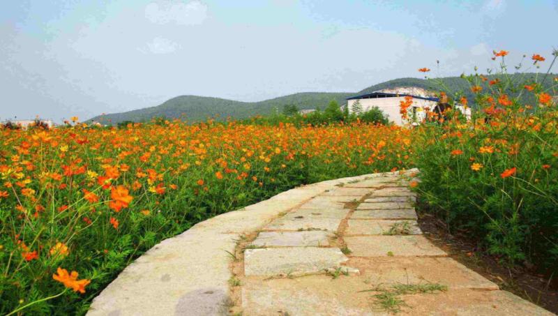 硫化菊种子黄波斯菊花种子黄秋英花籽硫华菊种子四季易种