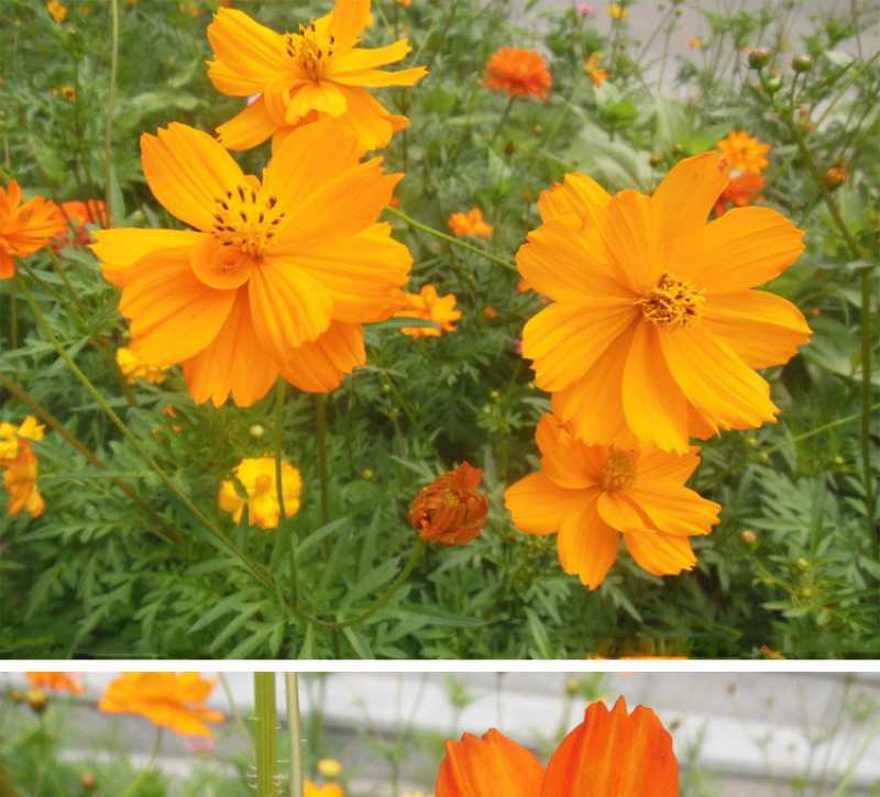 硫化菊种子黄波斯菊花种子黄秋英花籽硫华菊种子四季易种