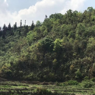 文山广南县800亩荒山出租