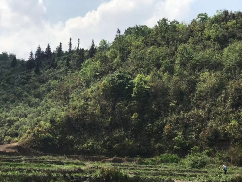 文山广南县800亩荒山出租