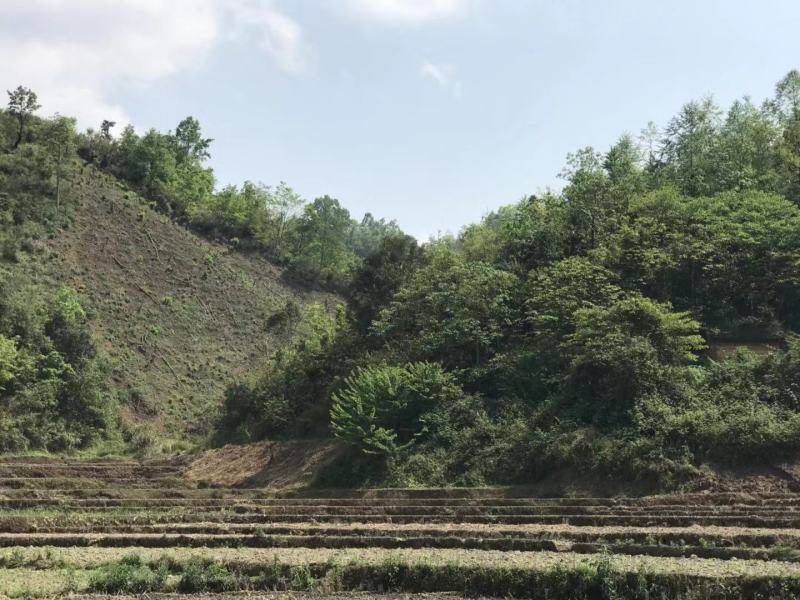 文山广南县800亩荒山出租