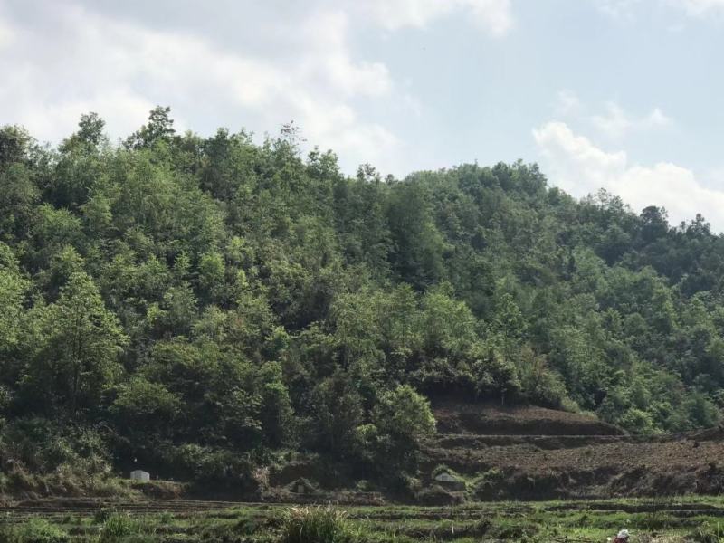 文山广南县800亩荒山出租