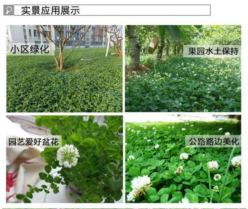 白三叶草籽进口草籽四季果园绿肥种子绿化草坪牧草种子