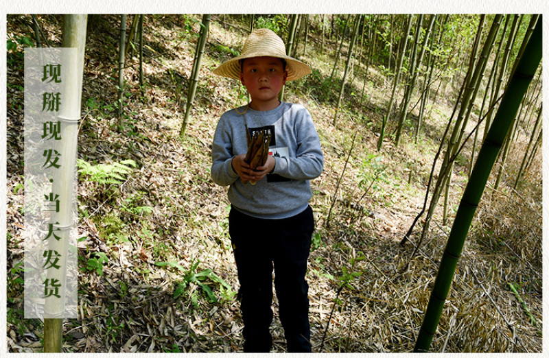 陕南深山野生小竹笋农家自制竹笋尖火锅食材春笋新鲜现挖嫩竹