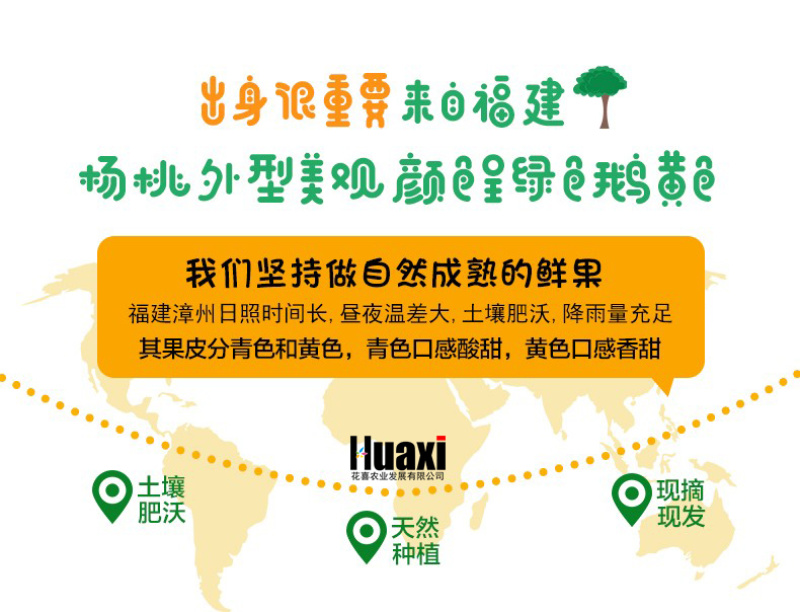 吃货清甜助农下河杨桃水果包邮新鲜福建漳州红龙阳桃