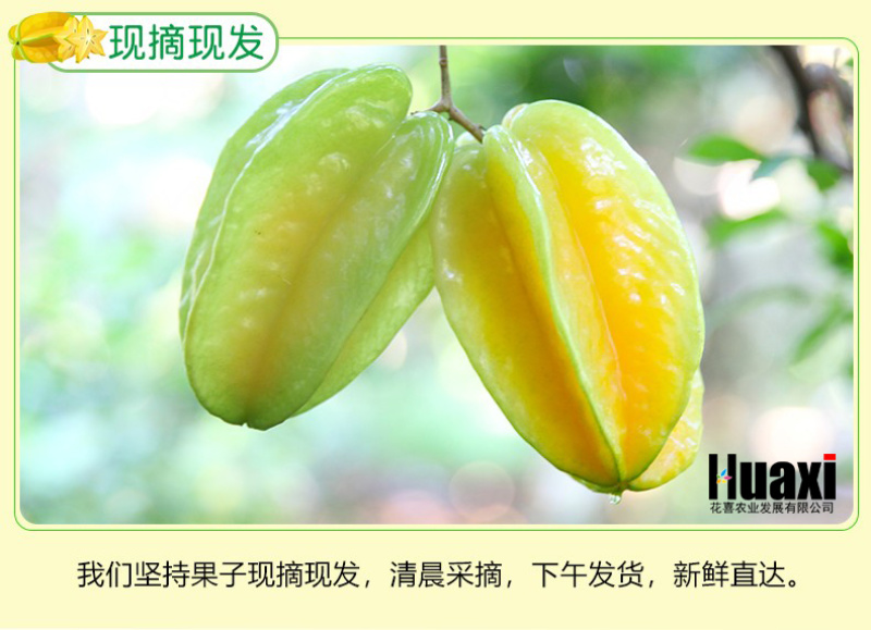吃货清甜助农下河杨桃水果包邮新鲜福建漳州红龙阳桃