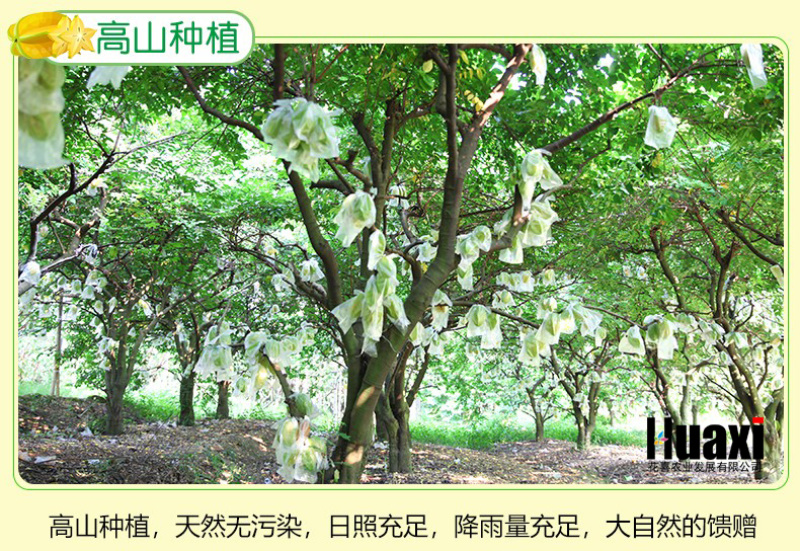 吃货清甜助农下河杨桃水果包邮新鲜福建漳州红龙阳桃