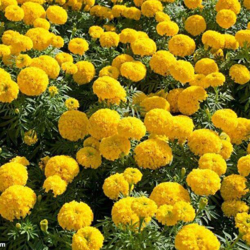 万寿菊种子菊花种子四季易活混色臭芙蓉花种籽子驱蚊盆栽种籽