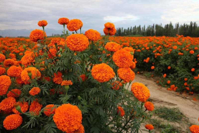 万寿菊种子菊花种子四季易活混色臭芙蓉花种籽子驱蚊盆栽种籽