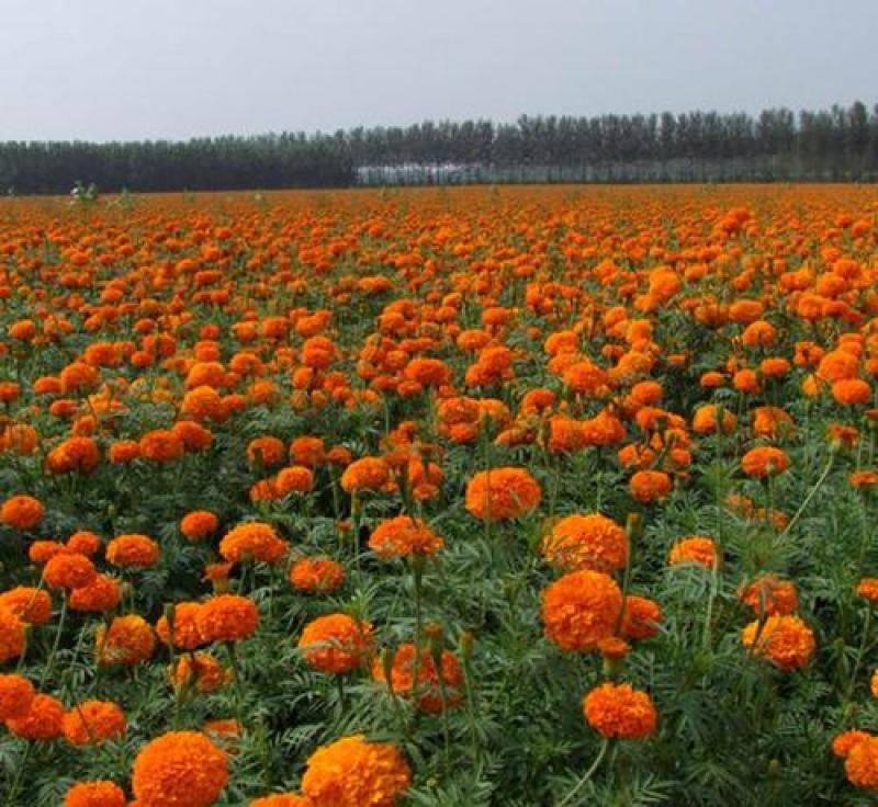 万寿菊种子菊花种子四季易活混色臭芙蓉花种籽子驱蚊盆栽种籽