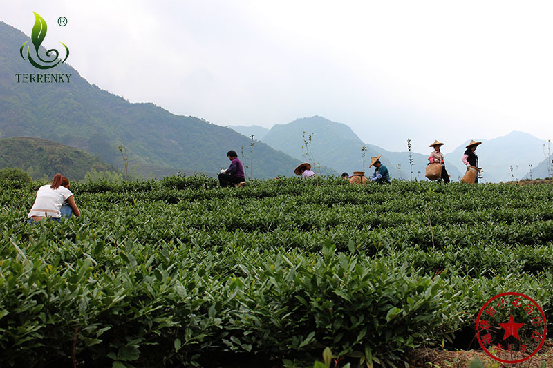 福建安溪铁观音清香型正味茶叶散装批发乌龙茶