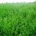 喂兔子草喂家禽牧草紫花苜蓿草种子包发芽在线下单有保证