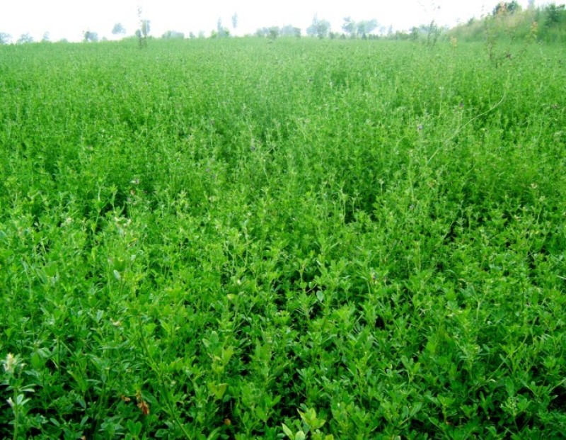 喂兔子草喂家禽牧草紫花苜蓿草种子包发芽在线下单有保证