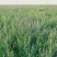 喂兔子草喂家禽牧草紫花苜蓿草种子包发芽在线下单有保证