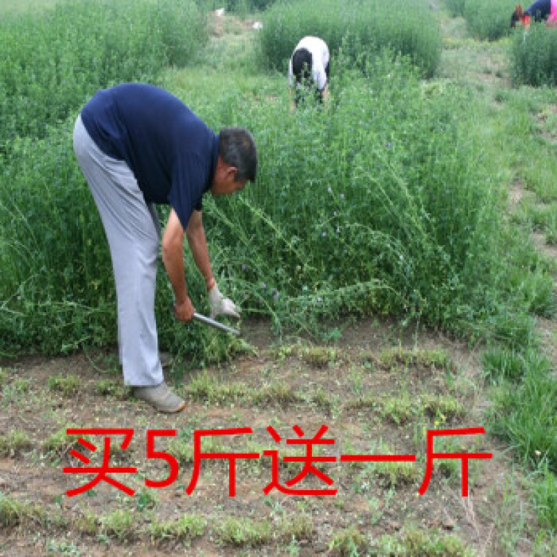 喂兔子草喂家禽牧草紫花苜蓿草种子包发芽在线下单有保证
