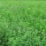 喂兔子草喂家禽牧草紫花苜蓿草种子包发芽在线下单有保证