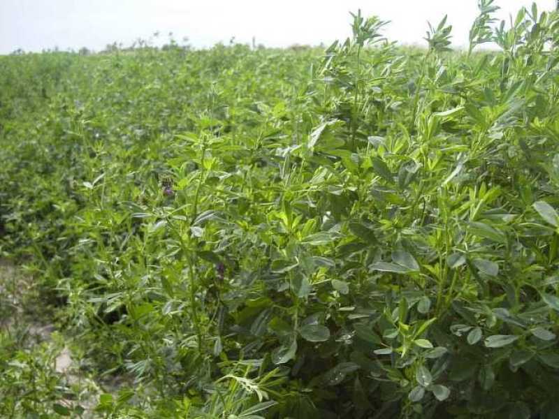 喂兔子草喂家禽牧草紫花苜蓿草种子包发芽在线下单有保证