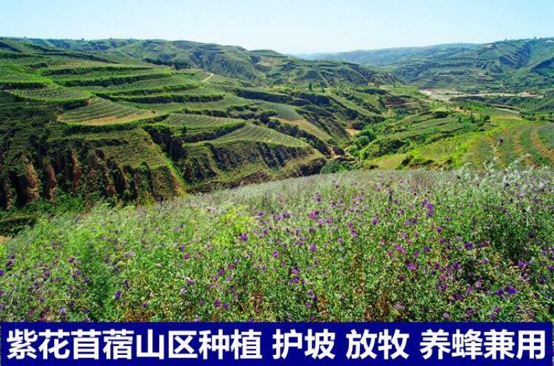 喂兔子草喂家禽牧草紫花苜蓿草种子包发芽在线下单有保证
