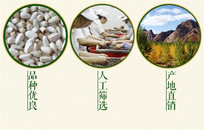 红花种子优质草红花籽新疆刺红花子干净无杂质包发芽