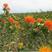 红花种子优质草红花籽新疆刺红花子干净无杂质包发芽