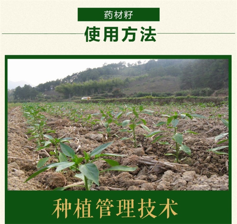 红花种子优质草红花籽新疆刺红花子干净无杂质包发芽