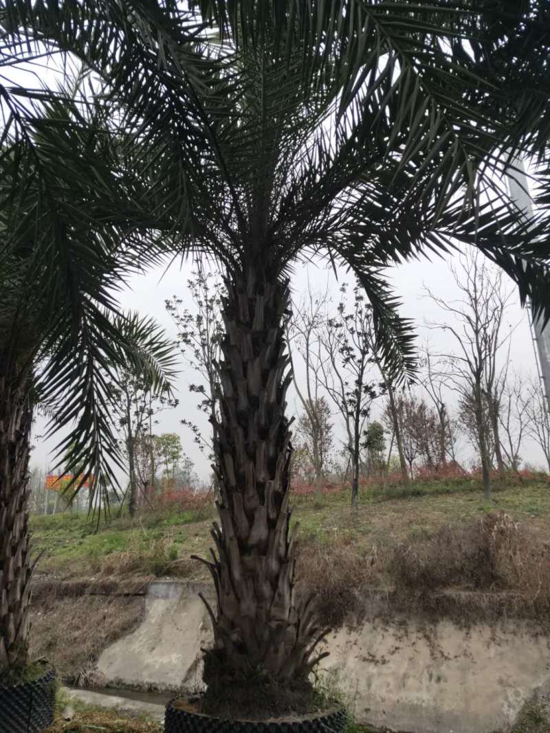 供应优质成都银海枣杆高2.5-2.8米成都苗圃直销
