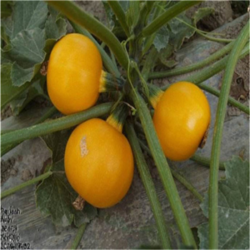 金珠西葫芦种子杂交西葫芦蔬菜黄色西葫芦种子水果