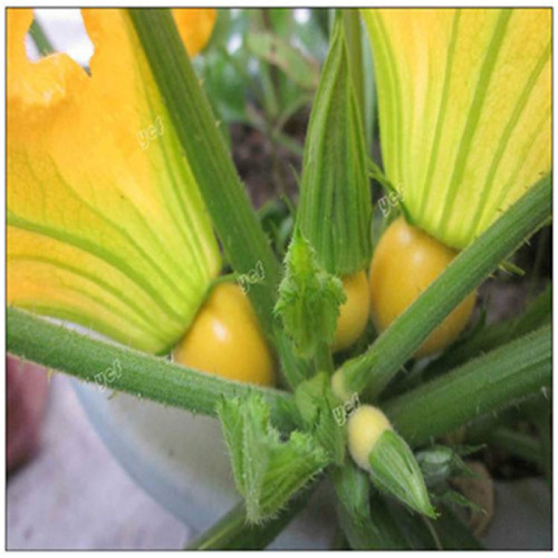 金珠西葫芦种子杂交西葫芦蔬菜黄色西葫芦种子水果