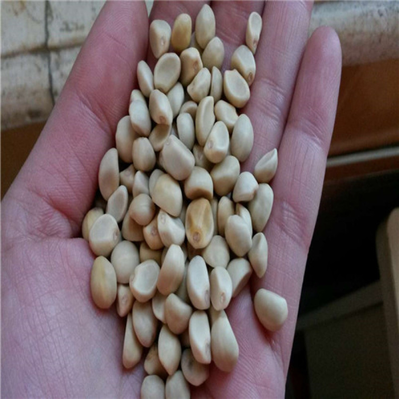 金丝指葫芦种子特种蔬菜种盆栽阳台菜籽药用指葫芦四