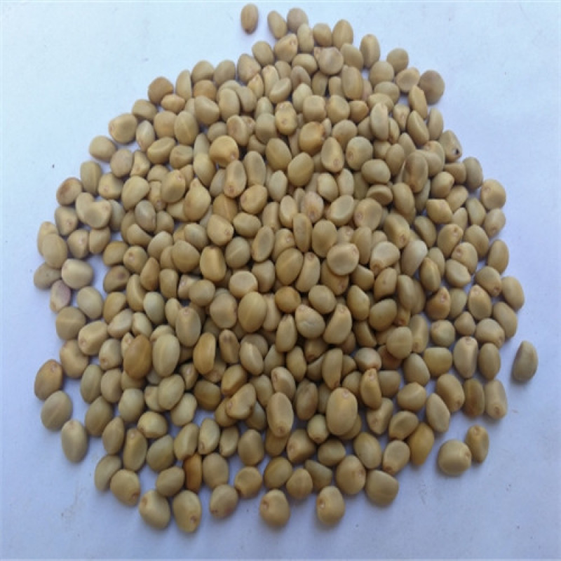 金丝指葫芦种子特种蔬菜种盆栽阳台菜籽药用指葫芦四