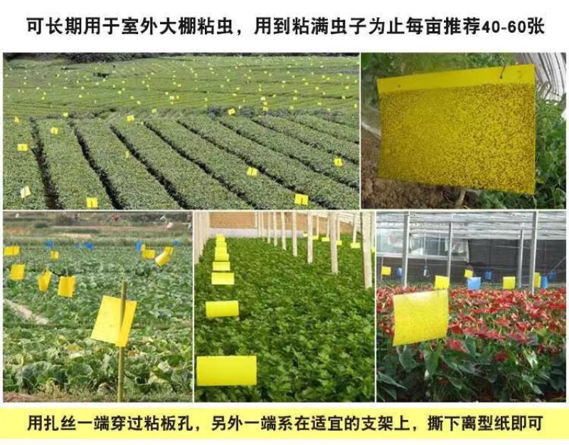 厂家直销！粘虫板诱虫板黄蓝板