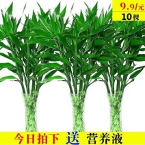 包邮10棵80厘米高富贵竹水培植物盆栽绿植花卉